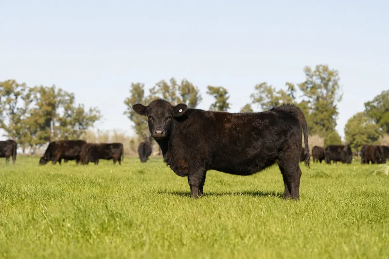 Selección de reproductores Aberdeen Angus
