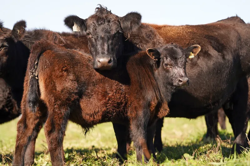 Pasturas — alimentación pastoril en la Cuenca del Salado