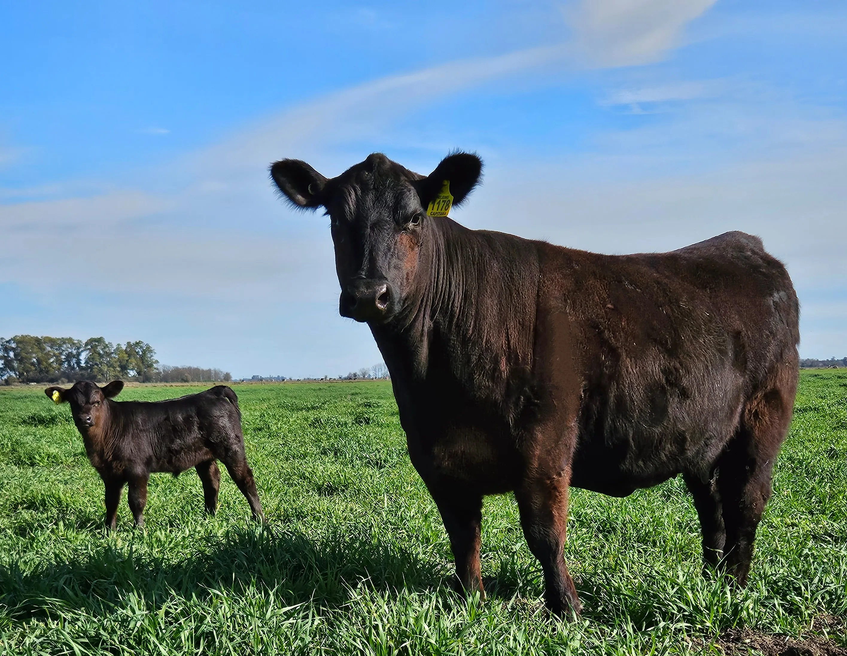 La Carmelina — campo