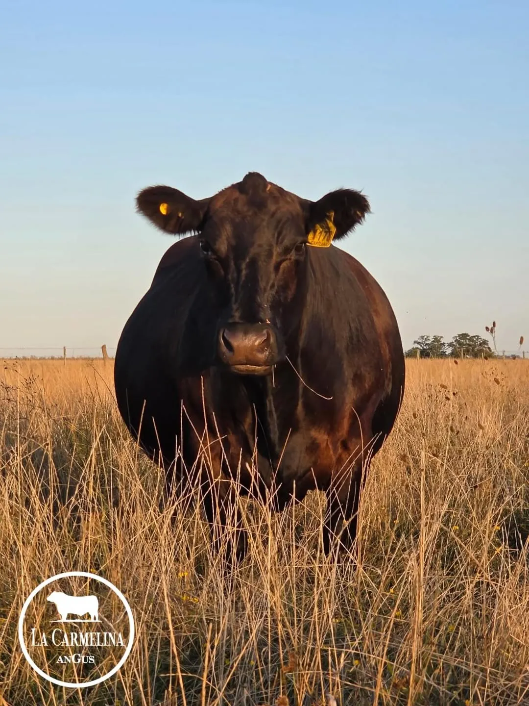 Selección de reproductores Aberdeen Angus