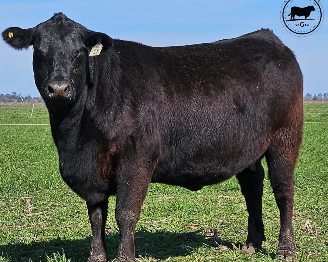 Pasturas — alimentación pastoril en la Cuenca del Salado