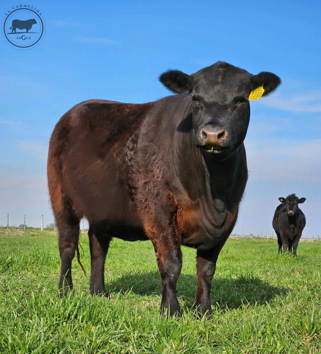 Calidad y valor productivo Aberdeen Angus